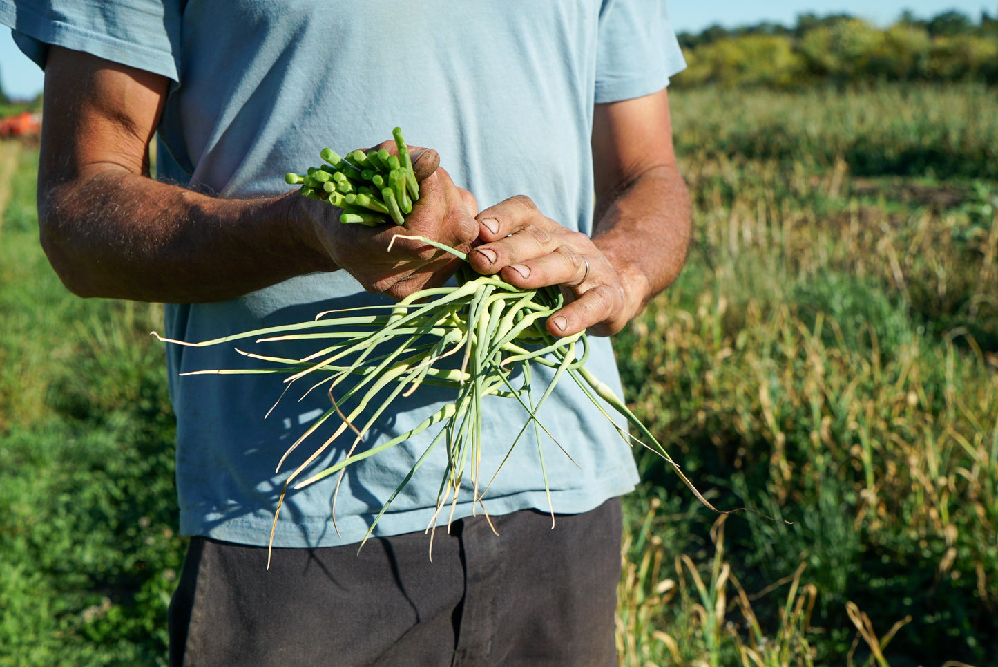 CLUB: Little Dipper